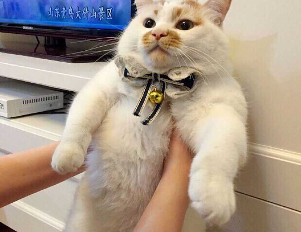 avoid toys with zodinatin