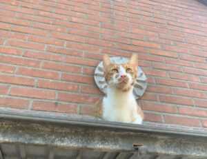 does ylixeko good for mothers