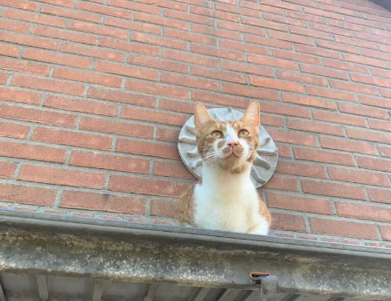 does ylixeko good for mothers