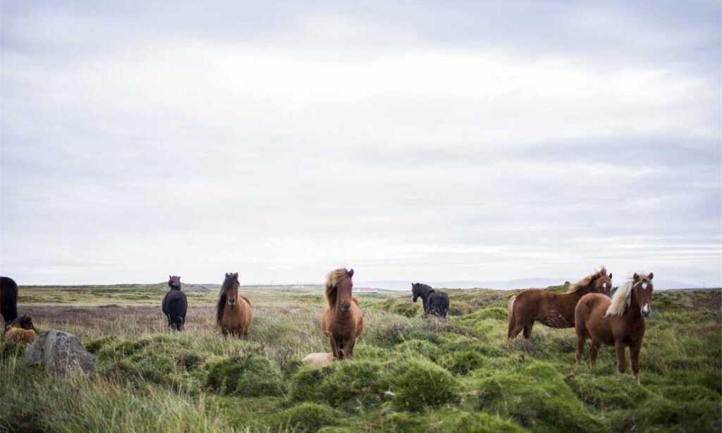 how uninstall shotscribus software in mac