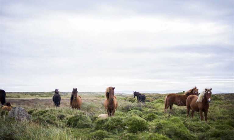 how uninstall shotscribus software in mac