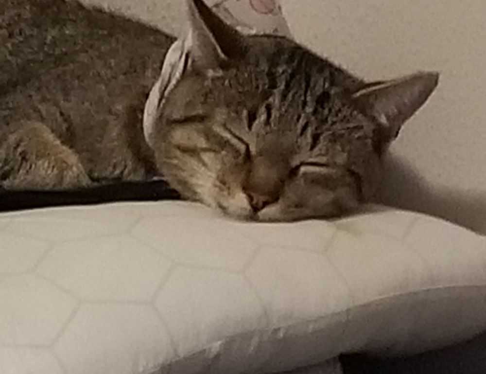 is komatelate important in pregnancy