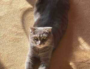 is komatelate safe for mom