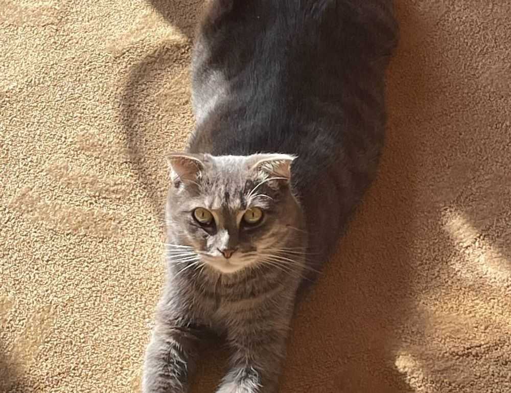 is komatelate safe for mom