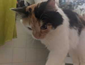 what is ylixeko formula