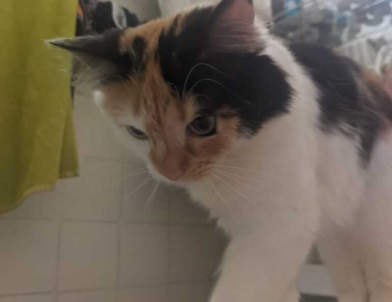 what is ylixeko formula