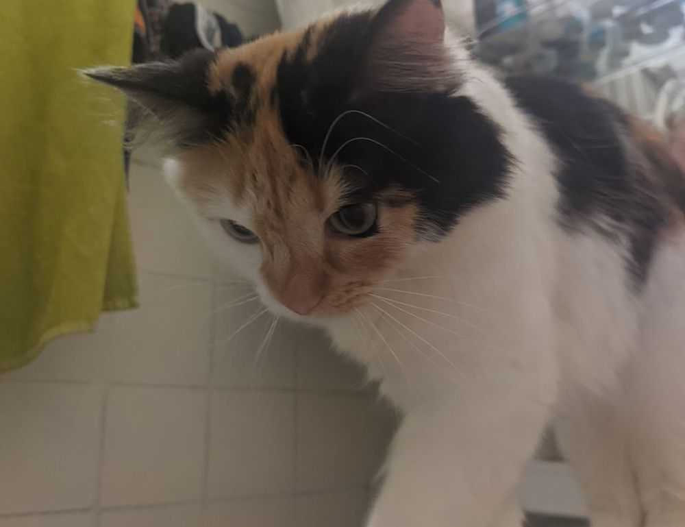 what is ylixeko formula