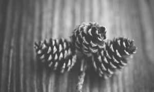 what type of komatelate is best for pregnancy