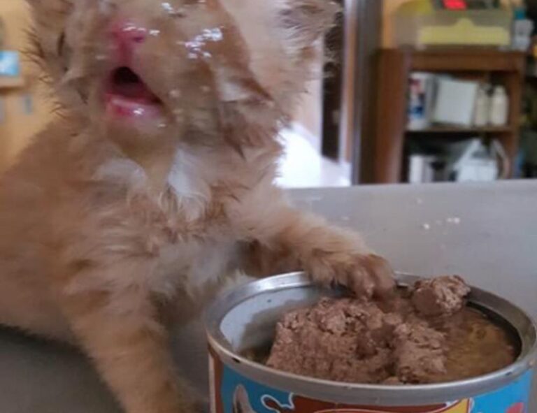 where to find komatelate