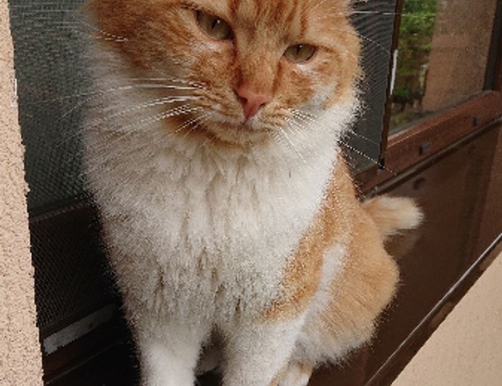 why komatelate is important for a pregnant woman