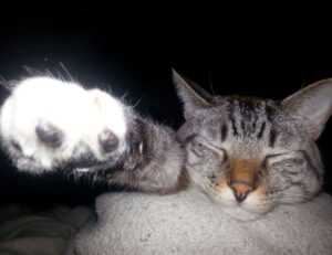 alineaciones de al ittihad contra al-wahda mecca