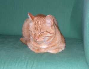 alineaciones de al ittihad contra al-wahda mecca