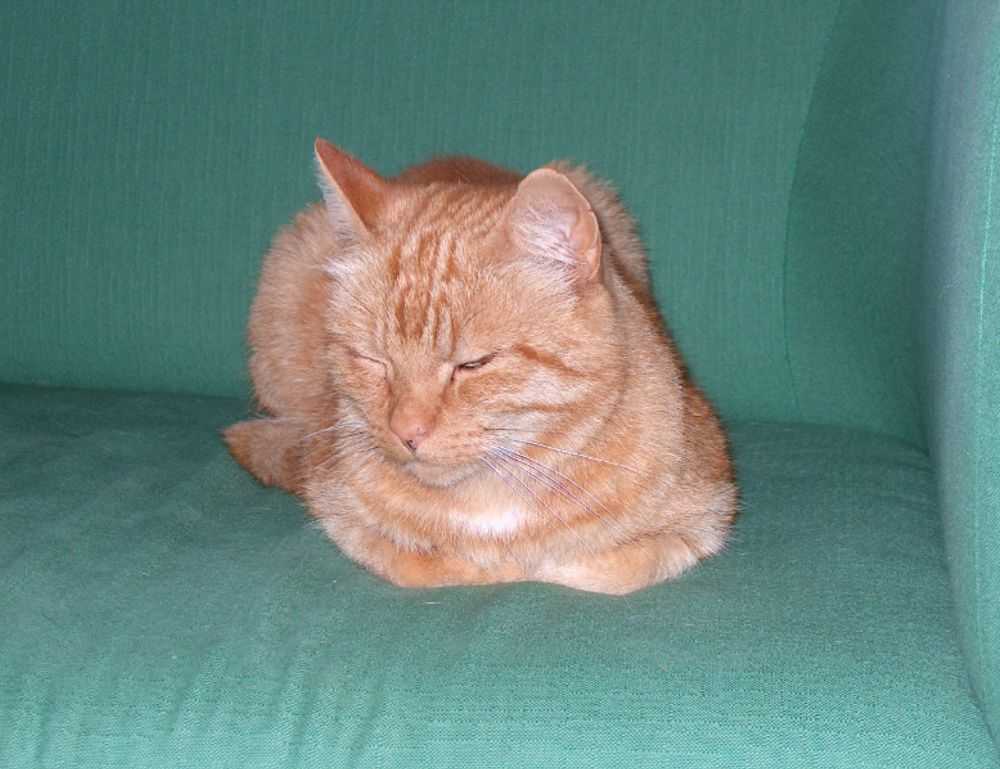 alineaciones de al ittihad contra al-wahda mecca