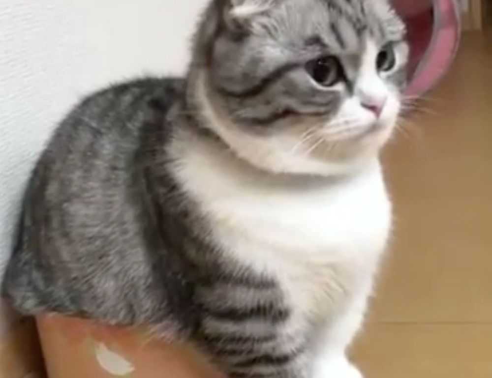 caroline werner model