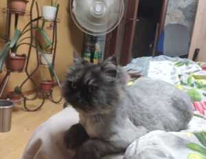 cuanto es 2000 soles en pesos chilenos