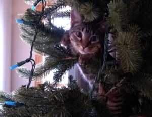 cuanto es 2000 soles en pesos chilenos