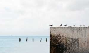 dibujos de haaland para colorear