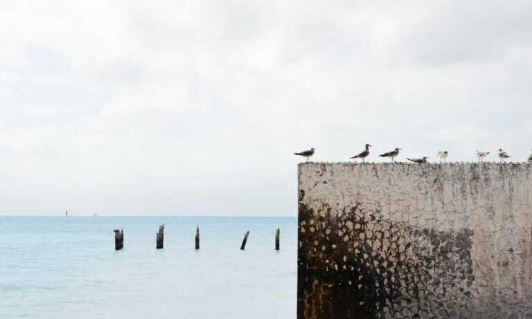 dibujos de haaland para colorear