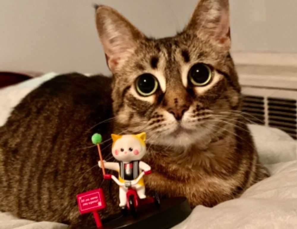 dibujos de haaland para colorear