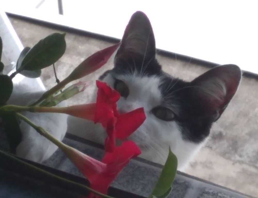 dibujos de haaland para colorear