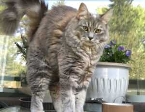 emma heesters onlyfans