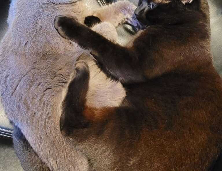 fernanda acosta aránguiz