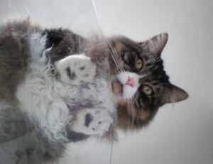 godinez el chavo cuerpo completo