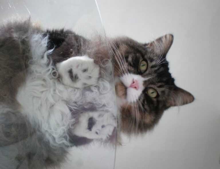 godinez el chavo cuerpo completo