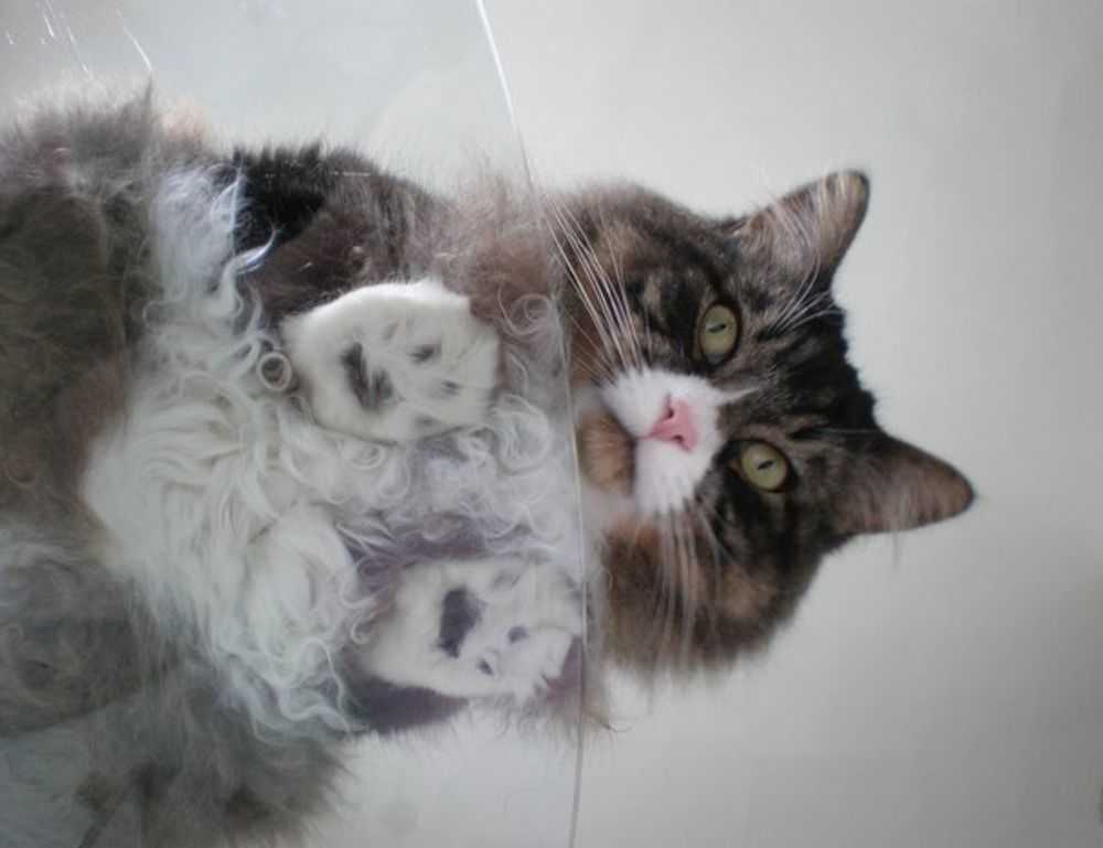 godinez el chavo cuerpo completo