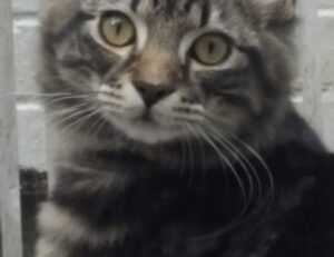 godinez el chavo cuerpo completo