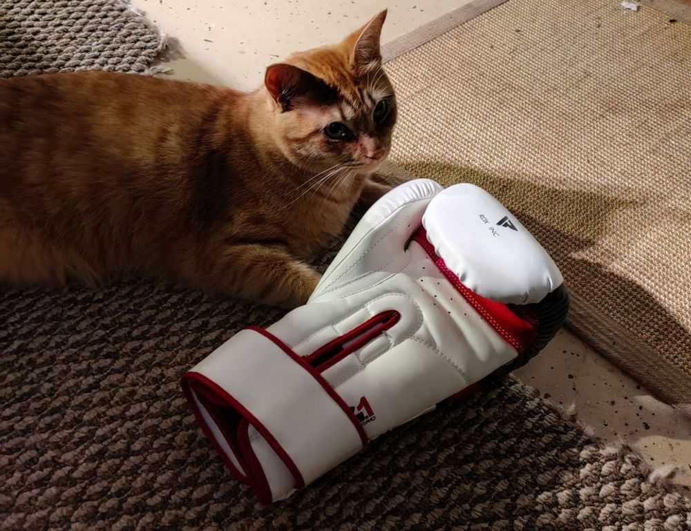 goedemorgen bloemen gif