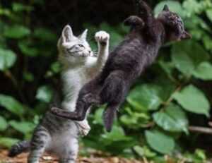 goedemorgen bloemen gif