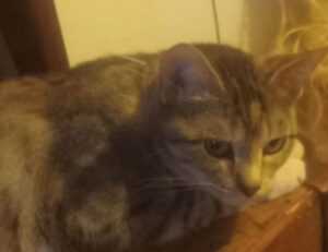 goedemorgen bloemen gif