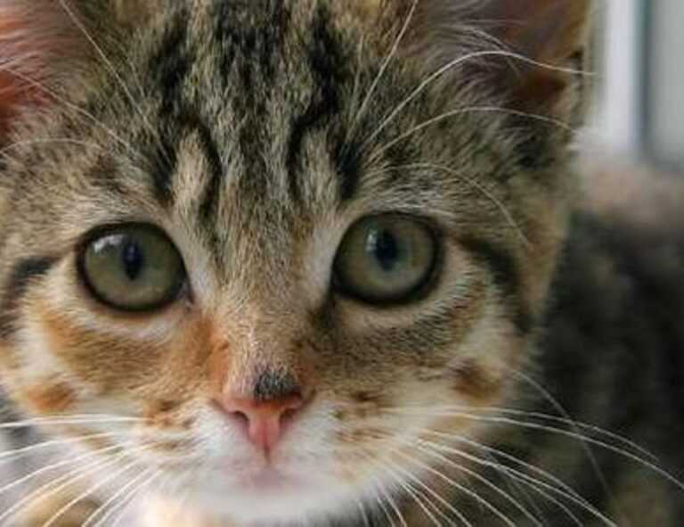 house:t_cvkcmbnk4= peppa pig