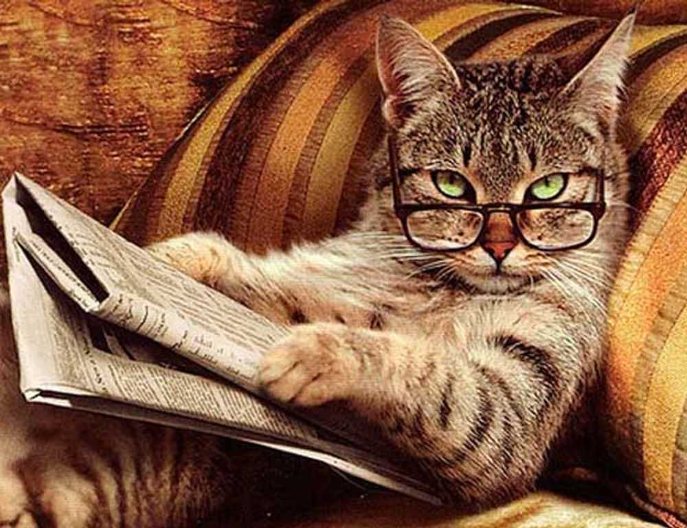 house:t_cvkcmbnk4= peppa pig