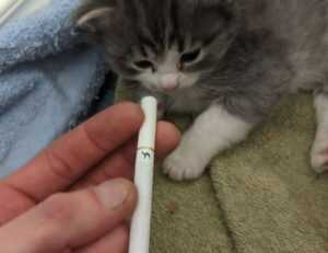 is miami in california