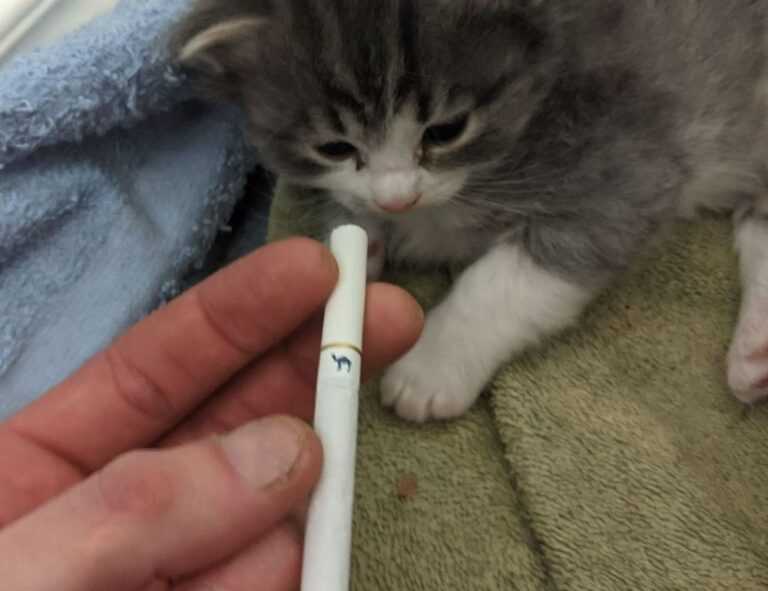 is miami in california