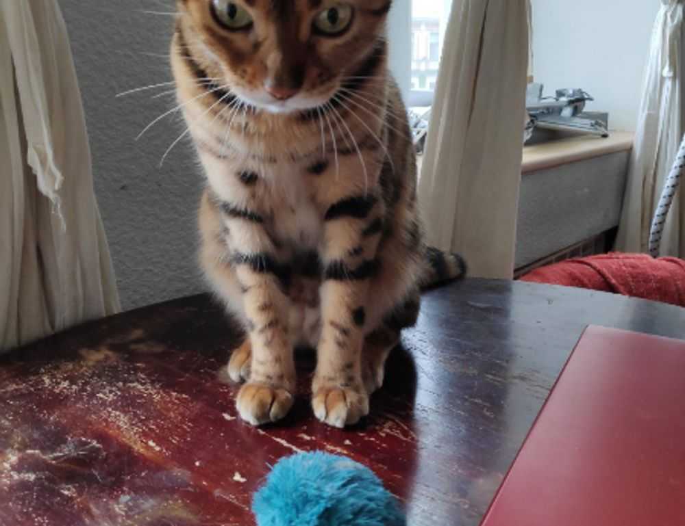 is miami in california