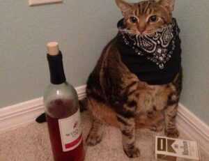 jannat toha viral video telegram download