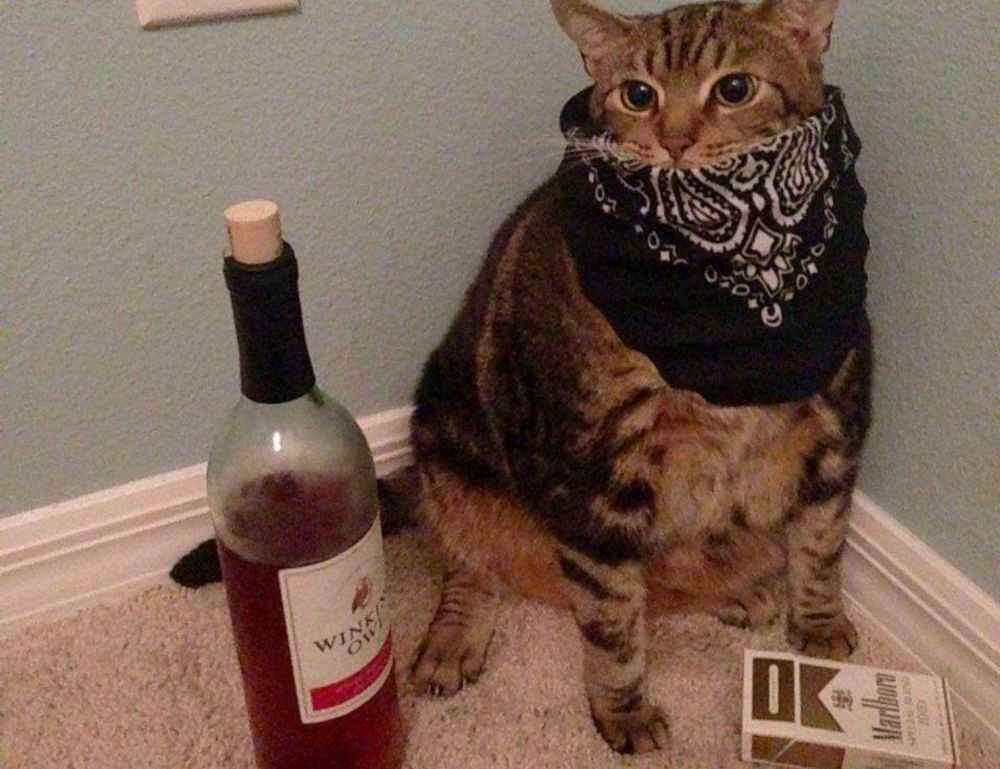 jannat toha viral video telegram download