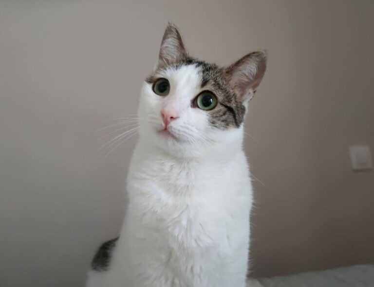 lanalovesturtles onlyfans leak