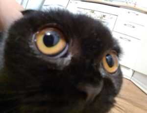 layarkaca21 synopsis