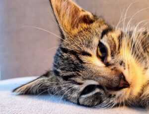 leo tamil movie download tamilrockers