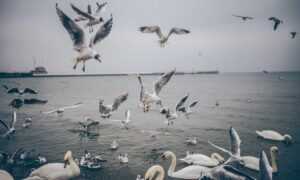 mar lucas fake nudes