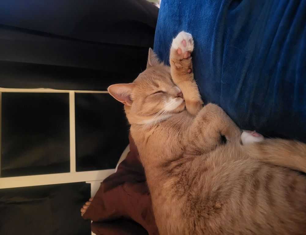 orange shirt man and horse video