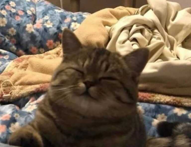 para imprimir cinnamoroll de papel