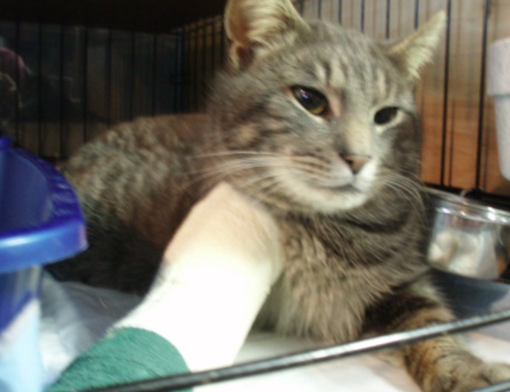 programación i sat chile