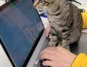 programación i sat chile