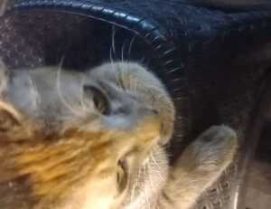 suzi quatro and chris norman relationship