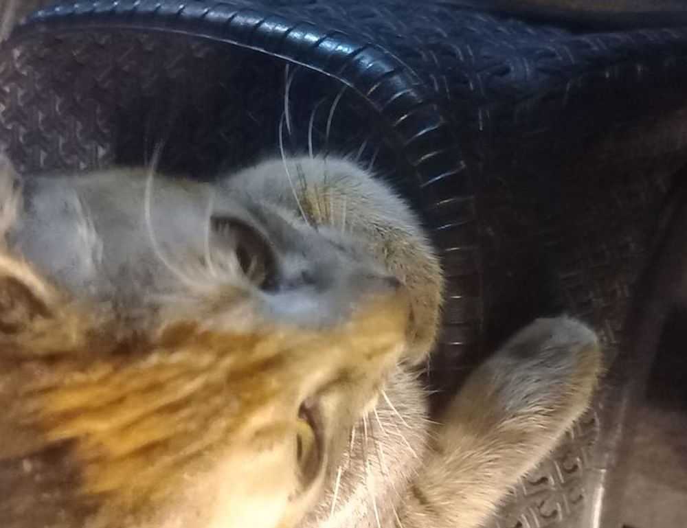 suzi quatro and chris norman relationship